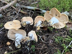 Hydnum washingtonianum