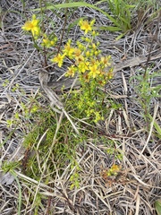 Hypericum lloydii