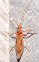 Platycentropus radiatus