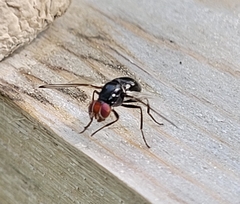 Seioptera vibrans