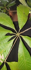 Senefeldera verticillata
