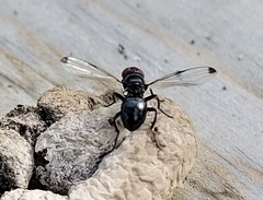 Seioptera vibrans