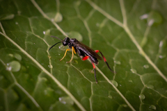 Macrophya diversipes