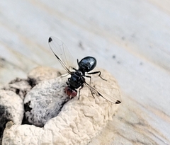 Seioptera vibrans