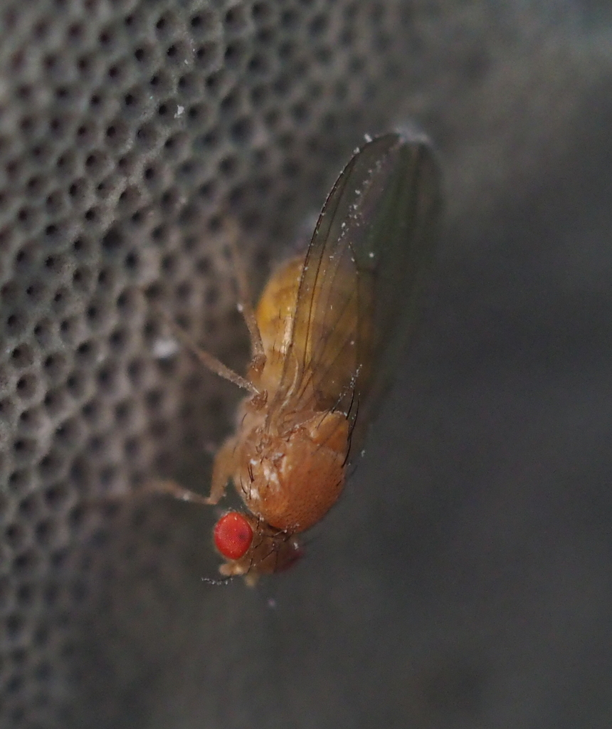 Hirtodrosophila confusa