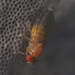 Hirtodrosophila confusa - Photo (c) carnifex, some rights reserved (CC BY), uploaded by carnifex