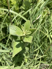 Lithospermum occidentale