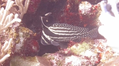 Eques punctatus