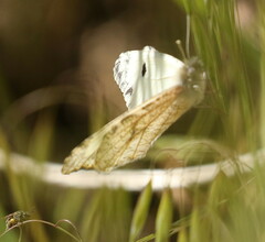 Anthocharis lanceolata