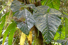 Anthurium grandifolium