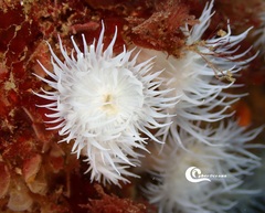 Actinothoe sphyrodeta