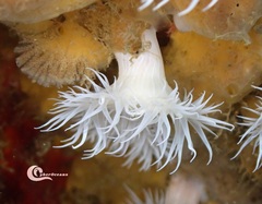 Actinothoe sphyrodeta