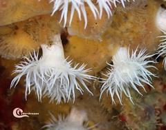 Actinothoe sphyrodeta