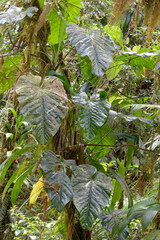 Anthurium grandifolium