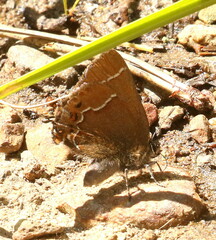 Callophrys johnsoni