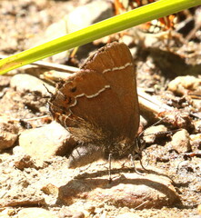 Callophrys johnsoni