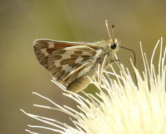 Hesperia lindseyi