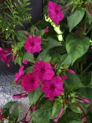 Mirabilis jalapa