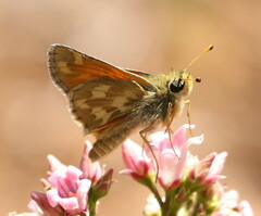 Hesperia lindseyi