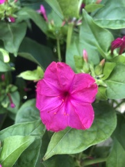 Mirabilis jalapa