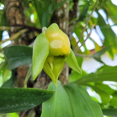 Catasetum viridiflavum, photograph (c) Maria Janeiro, some rights reserved (CC BY)