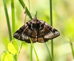 Euclidia ardita