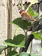 Vanessa atalanta