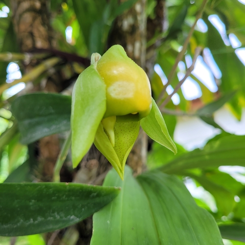 Catasetum viridiflavum, photograph 3