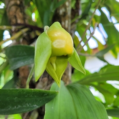 Catasetum viridiflavum, photograph (c) Maria Janeiro, some rights reserved (CC BY)