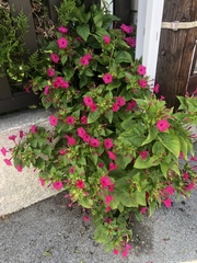 Mirabilis jalapa