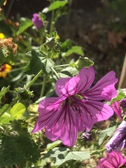 Malva