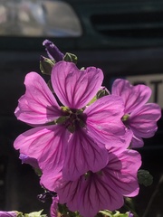 Malva