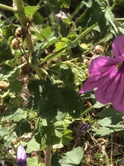 Malva