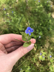 Veronica chamaedrys