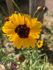 Coreopsis