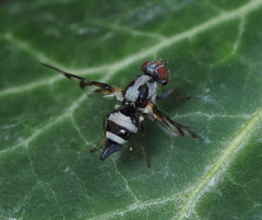 Myennis octopunctata