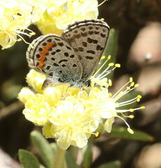 Euphilotes ancilla
