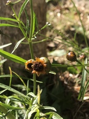 Coreopsis