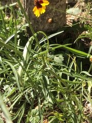 Coreopsis
