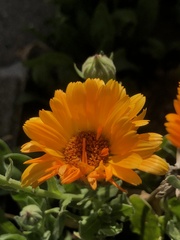 Calendula