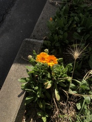 Calendula