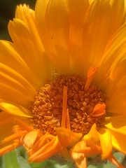 Calendula