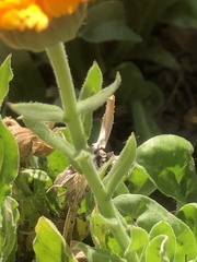 Calendula