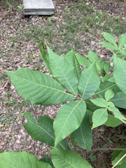 Carya carolinae-septentrionalis
