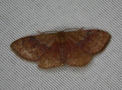 Leptostales ferruminaria