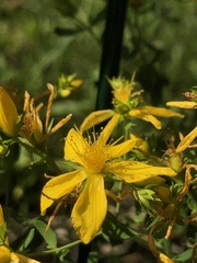 Hypericum perforatum