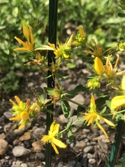 Hypericum perforatum
