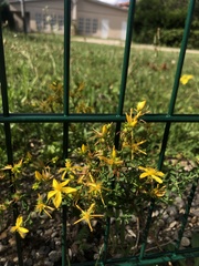 Hypericum perforatum