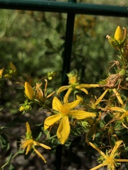 Hypericum perforatum