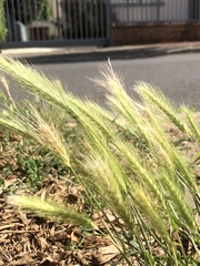 Hordeum